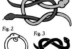 KNOT